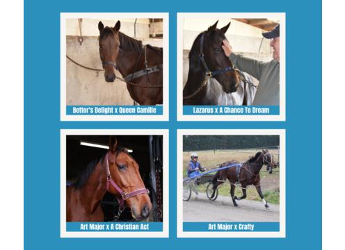 gallery image of 2022 Yearling Syndicate